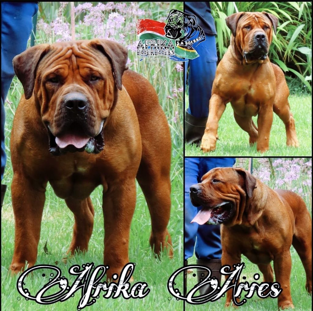 Afrika Boerboels gallery