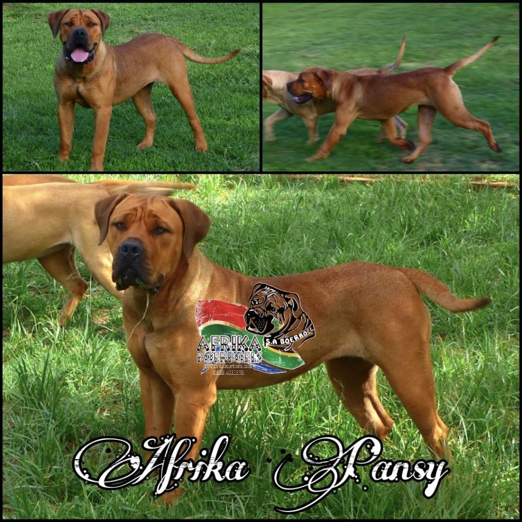Afrika Boerboels gallery