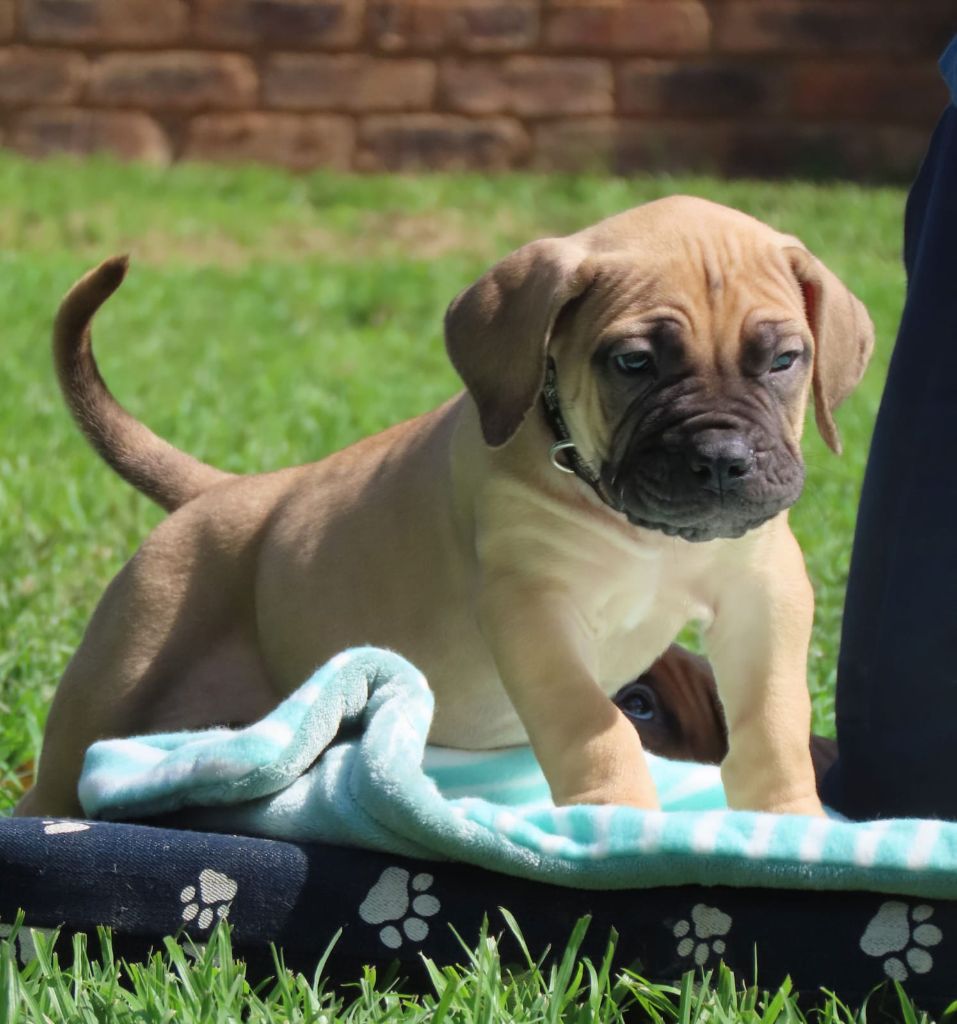 Afrika Boerboels gallery